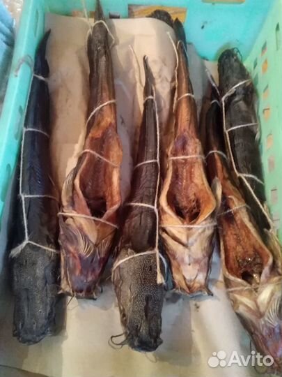 Свежая рыба, кларий угревидный