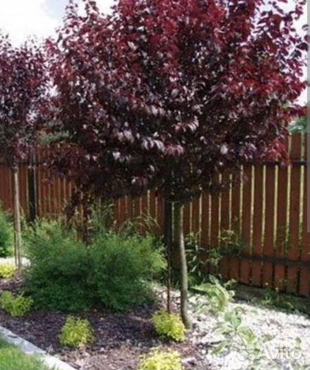 Черемуха Шуберта