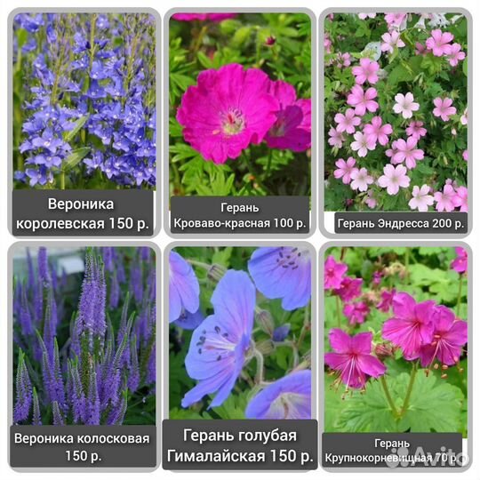 Многолетники (А-М)