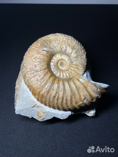 Окаменелости аммониты