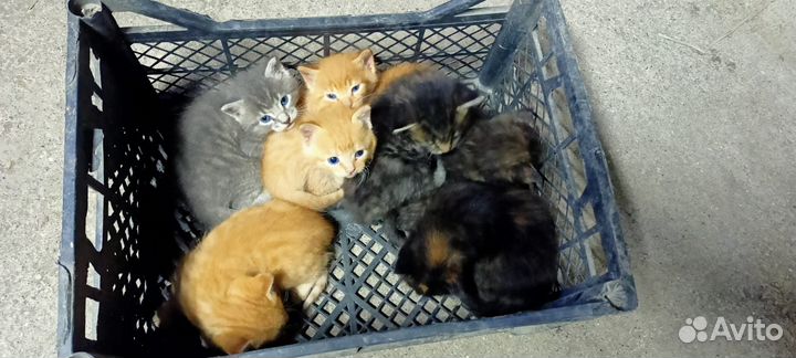 Котята в добрые руки