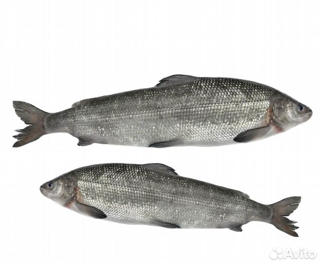 Сиг Н/Р разновес продажа от мешка