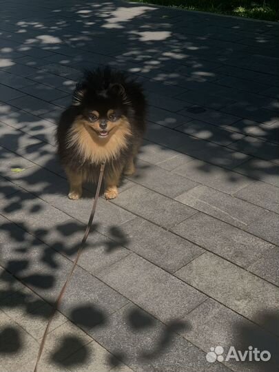 Собака в аренду для прогулок и фотосессии