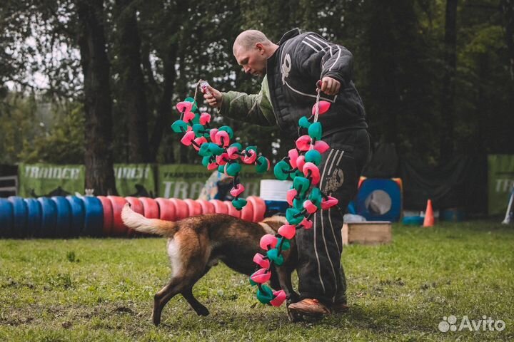 Услуги кинолога