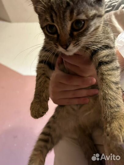 Котенок девочка