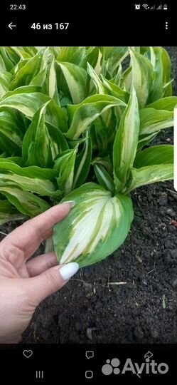 Ромашка, хосты и др многолетники