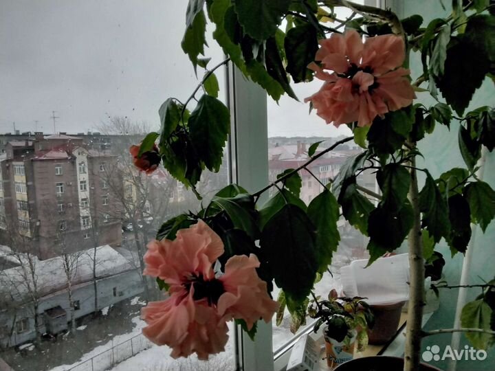 Гибискус китайская роза