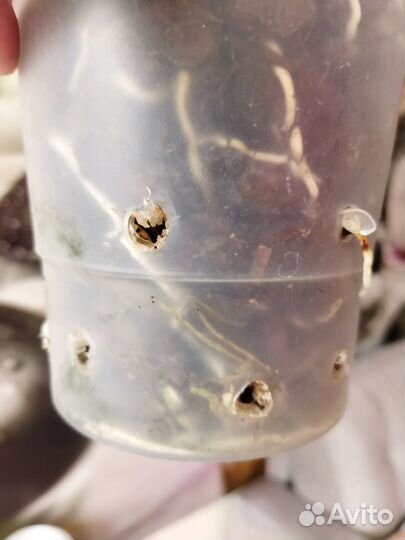 Дендробиум