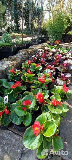 Бегония мята флокс овсянница саженцы