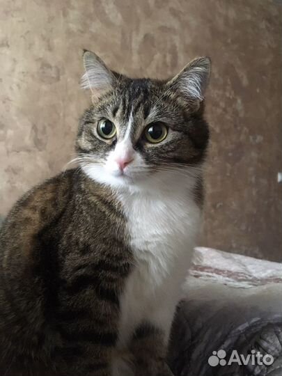 Европейская