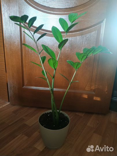 Замиокулькас (денежное дерево) с фото