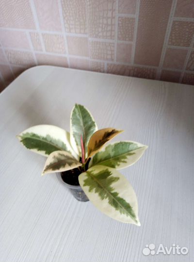 Фикус Мелани вар