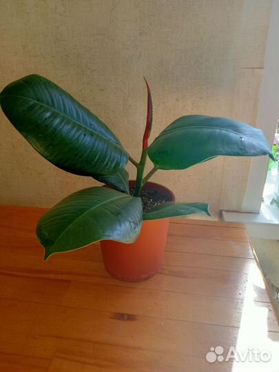 Фикус Эластика