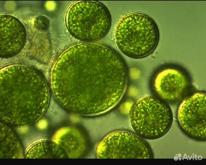 Суспензия хлореллы
