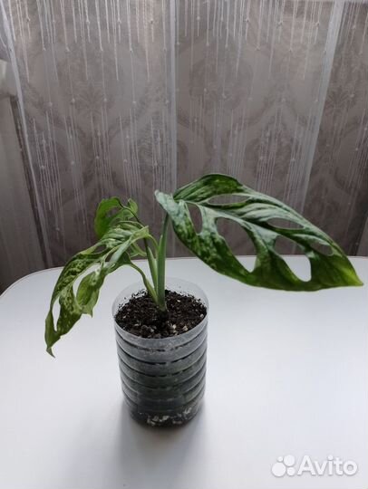 Монстера obligua leichtlinii