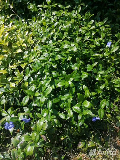 Барвинок, ясколка, вербейник, живучка