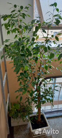 Фикус Бенджамина