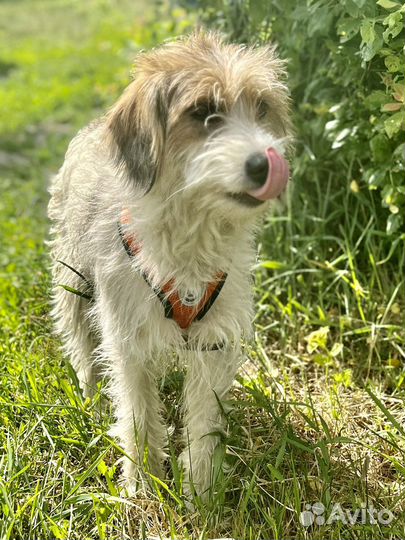 Собака в добрые руки