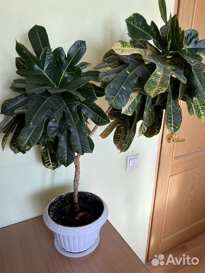 Кодиеум кротон