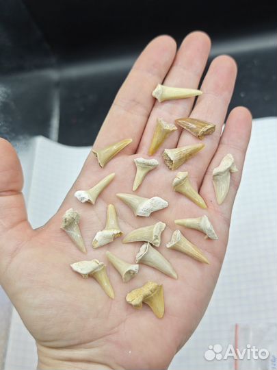 Зуб вымершей акулы