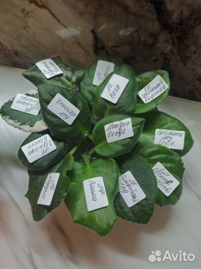 Сортовые фиалки