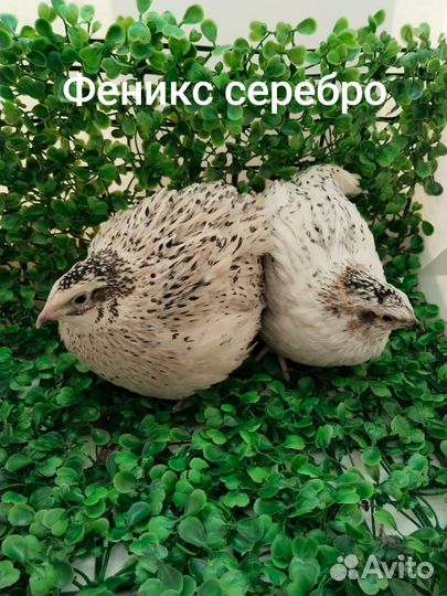 Перепела несушки