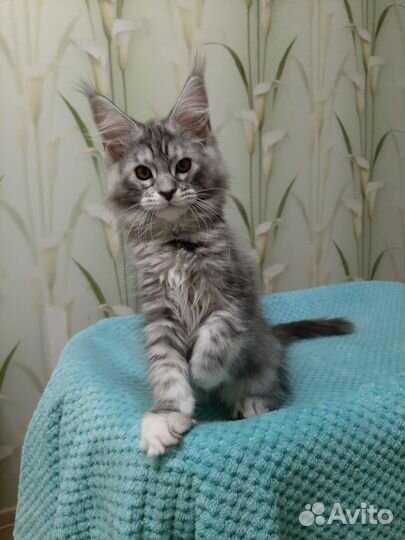 Котята мейн-кун