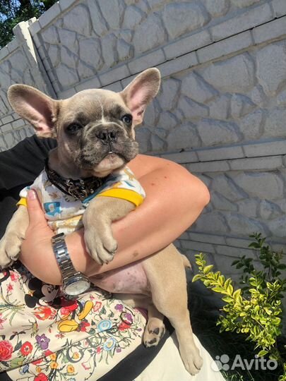 Французский бульдог щенки