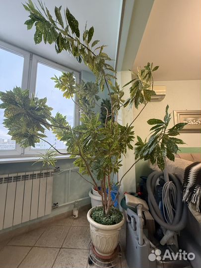Большое комнатное дерево