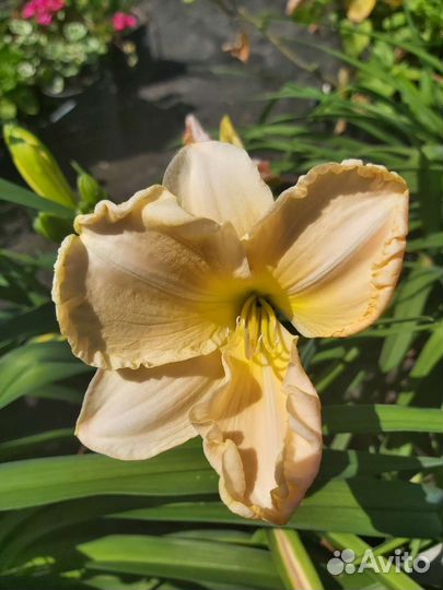 Лилейники сортовые