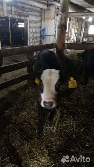 Телята на доращивание с доставкой