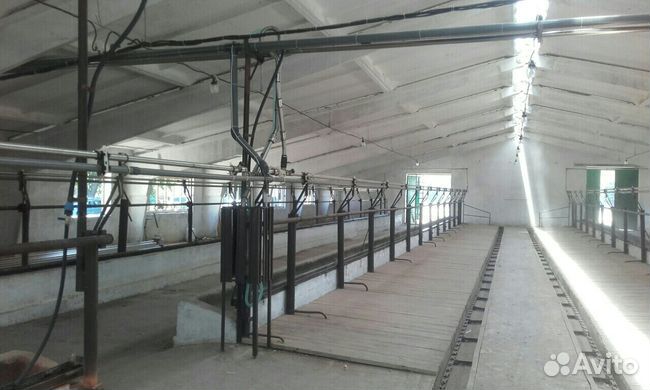 Молокопровод на 50 голов