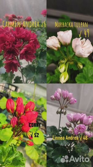 Тюльпановидная пеларгония черенки оптом