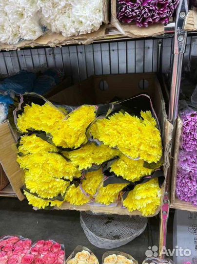 Хризантема кустовая букет цветы доставка девушке