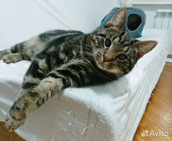 Оскар ждёт свою семью. Отдам в добрые руки