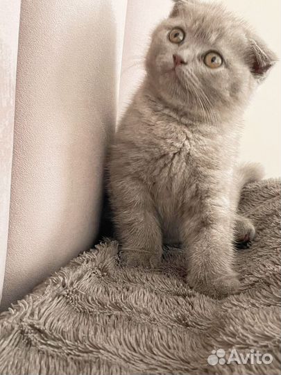 Шотландская вислоухая