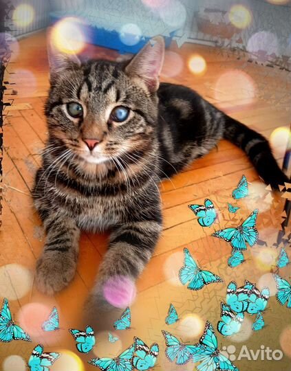 Кот Оскар. В добрые руки