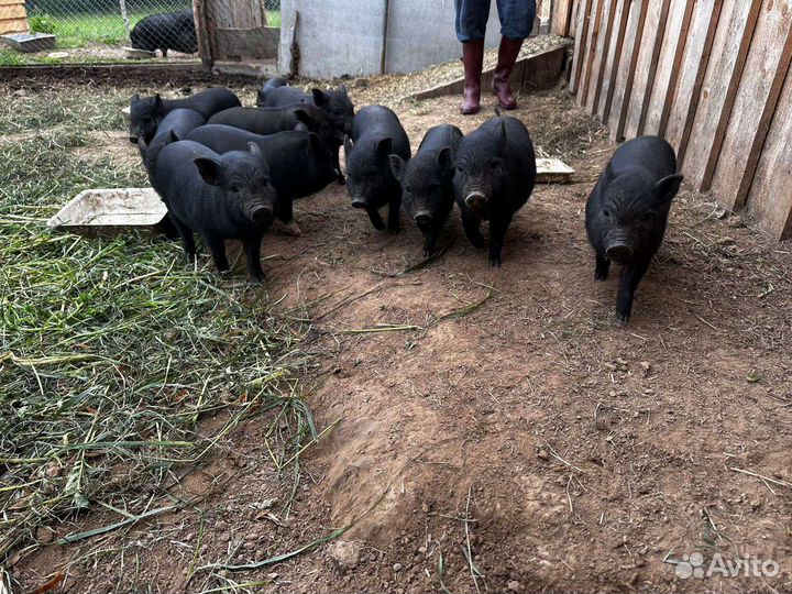 Вьетнамские вислобрюхие поросята