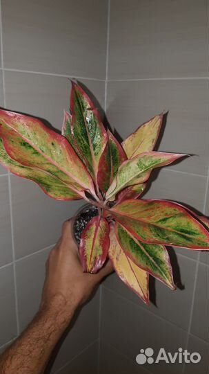 Аглаонема Престиж, Оранж Аврора