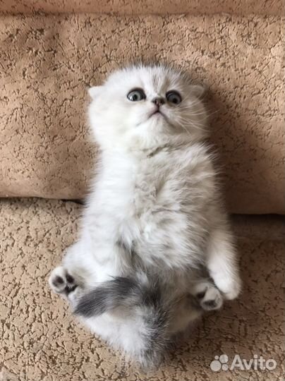 Британская серебристая шиншилла