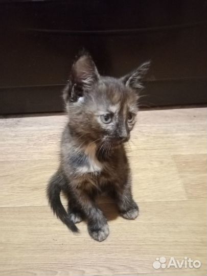 Кошечка в добрые руки