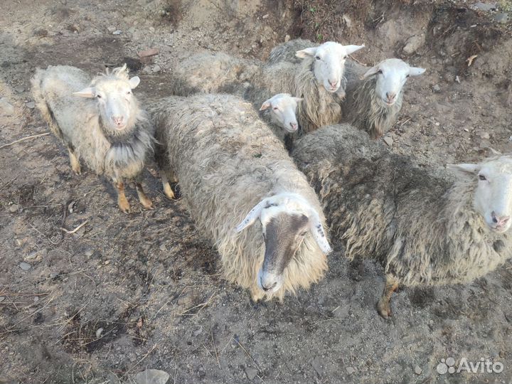 Продаю овцы и бараны