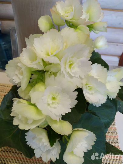 Бегония, укоренённые черенки