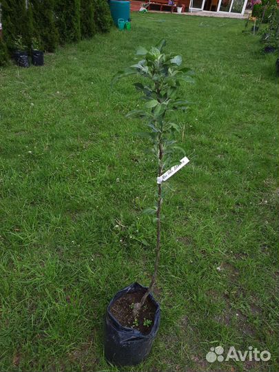 Колонновидная яблоня Валюта