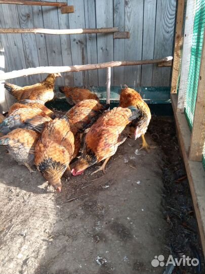 Куры,утки,яйцо,цыплята