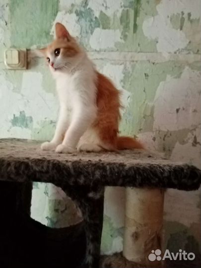 Котик Кузенька в добрые руки