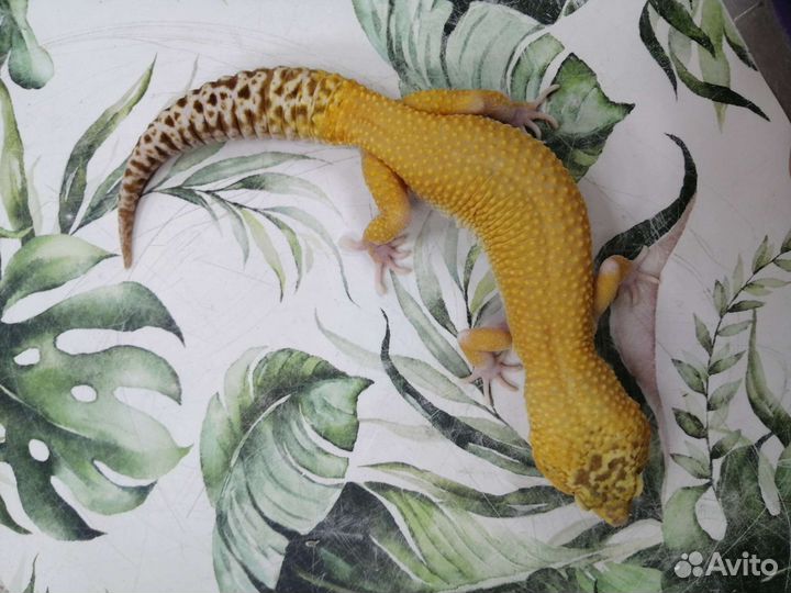 Леопардовый геккон Эублефар. Самцы