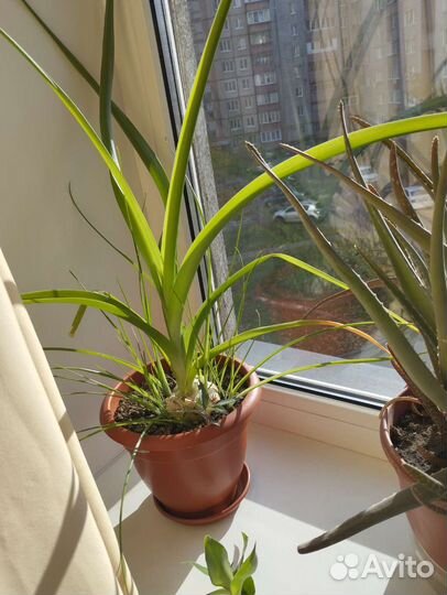 Индийский лук