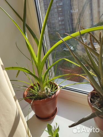 Индийский лук