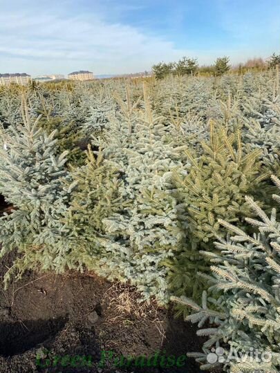 Ель голубая